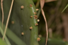 Opuntia anahuacensis