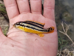 Melanochromis auratus