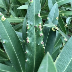 Pseudomonas