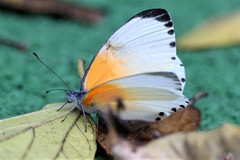 Mylothris rueppellii