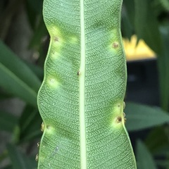 Pseudomonas