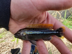 Melanochromis auratus