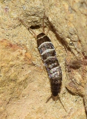 Lepisma baeticum