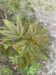 Acer pseudoplatanus