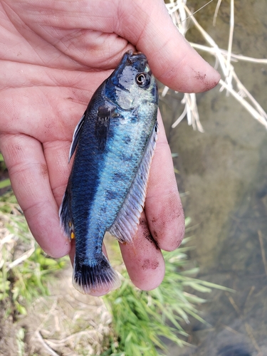 Melanochromis loriae
