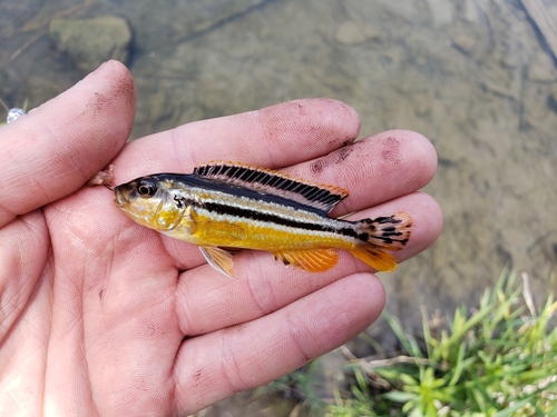 Auratus-mbuna (Melanochromis auratus) — Cichlidae — 2