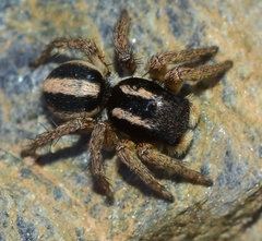 Aelurillus luctuosus