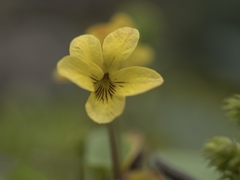 Viola orbiculata