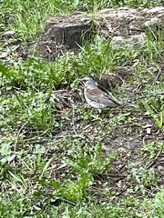 Turdus pilaris