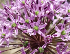 Allium hollandicum