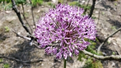 Allium hollandicum