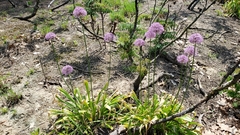 Allium hollandicum