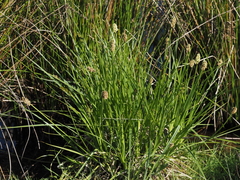 Carex vulpina