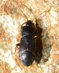 Plinthisus