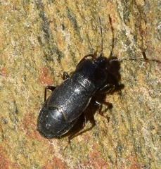 Plinthisus