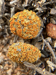 Caloplaca subpyraceella