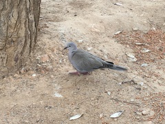 Streptopelia decaocto