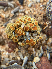 Caloplaca subpyraceella