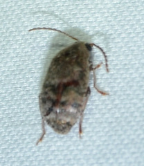 Amblycerus robiniae