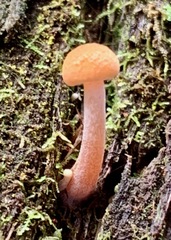 Gymnopilus eucalyptorum