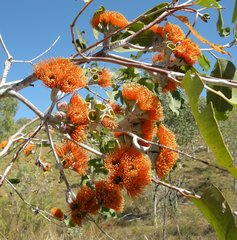 Eucalyptus miniata