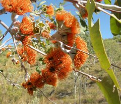Eucalyptus miniata