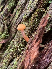 Gymnopilus eucalyptorum