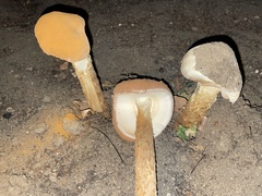 Battarrea phalloides