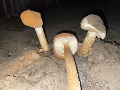 Battarrea phalloides