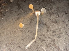 Battarrea phalloides