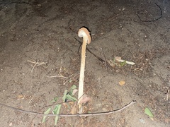 Battarrea phalloides