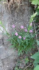 Dianthus armeria
