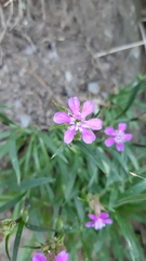 Dianthus armeria