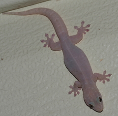 Gehyra australis