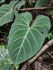 Philodendron gloriosum
