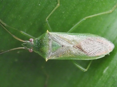 Amblypelta nitida