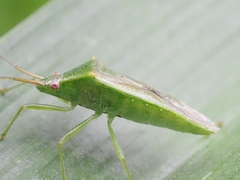 Amblypelta nitida