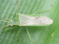 Amblypelta nitida