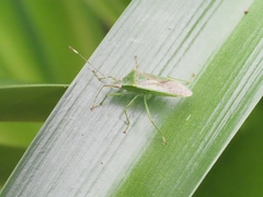 Amblypelta nitida