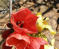 Brachychiton viscidulus