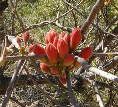 Brachychiton viscidulus