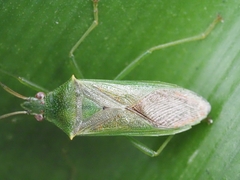 Amblypelta nitida