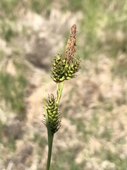 Carex hostiana
