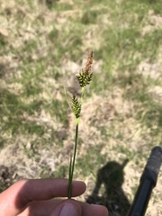 Carex hostiana