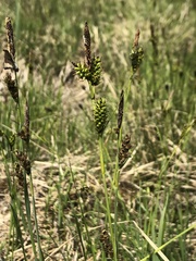 Carex hostiana