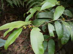 Salacia oblonga
