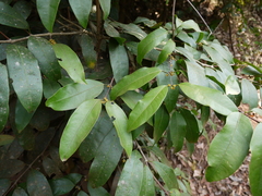 Salacia oblonga