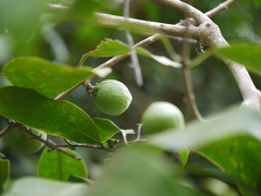 Salacia oblonga