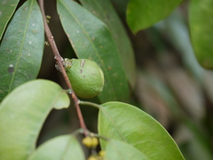 Salacia oblonga