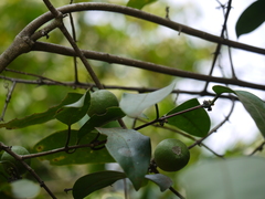 Salacia oblonga